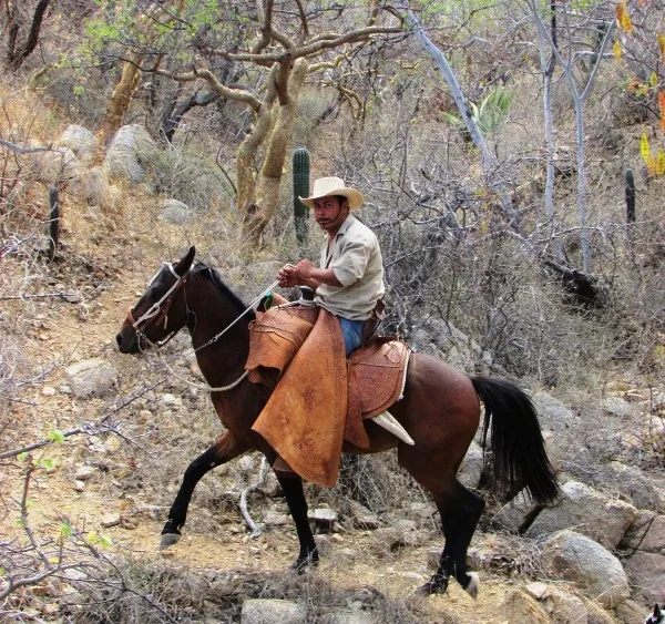 Guided Horseback Riding